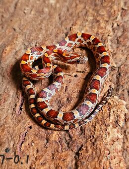 Wild het Scaleless Hypo Blood Pied - Schwelm