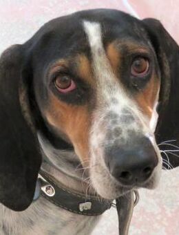 Harris -toller Charakter- - Oldenburg