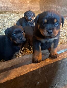 Rottweiler Welpen vom Bauernhof - Merseburg Geusa
