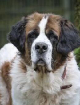 Mia & Oskar suchen ein Zuhause - Pirmasens