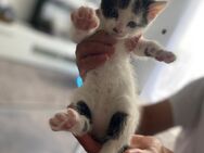 Baby Katzen/Kitten zu verkaufen - Brechen