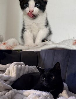 Zwei liebe Katzen (Mutter & Tochter) suchen ein neues Zuhause 🐾 - Köln