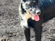 Kata, aufgeweckte Hundedame, ca. 1 Jahr - Vaterstetten