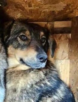 Tilda - ein freundliches Mädchen - Dreikirchen