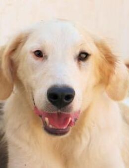 BRILLA - an der Tankstelle ausgesetzt - Regensburg