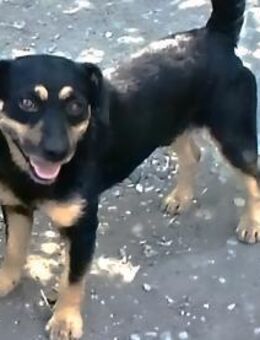 Liebenswerter Teo sucht Familie - Olsberg