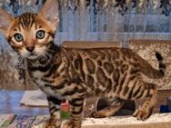 Reinrassige Bengal Kitten - Karlsruhe