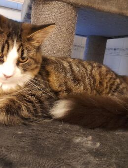 Maine-Coon-Katze 7 monate - Itzehoe