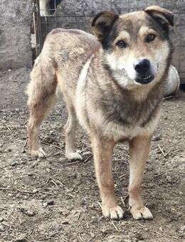 Max (2) mit Stummelschwänzchen - Dreikirchen