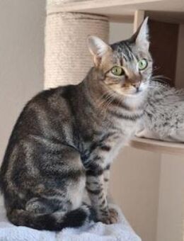 Opera ❤️ ruhiges Zuhause für scheue Maus - Poing