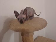 Reinrassiger Cannadische Sphynx Kitte mit Stammbaum - Dortmund