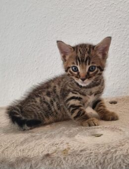 Bengal Mix Kitten suchen ein neues Zuhause - Gelsenkirchen Feldmark