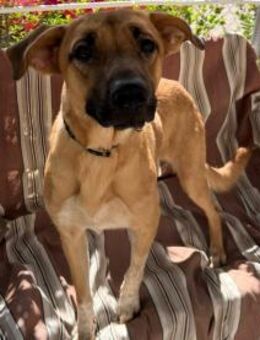 Roma1 freundliche Hündin 04/23 ESP - Ruppertsecken