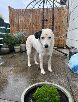 CARLA - liebenswerte Seniorin - Kallmünz