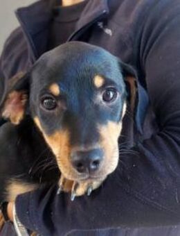 Oreo möchte sein Leben genießen - Neuss