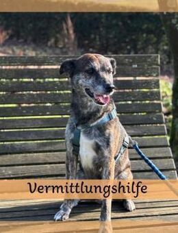 Vermittlungshilfe für JACK - Saarbrücken