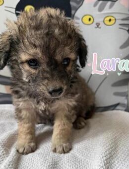 Kleine zarte Lara sucht ihre Menschen! - Beltheim