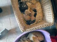 Süße Katzenbabys - Callenberg