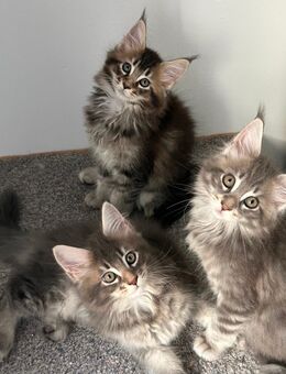 Reinrassig Maine Coon - Vechta