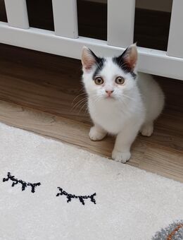 Katze Kater Kitten Perser Mix BKH - Waldkirchen Zentrum