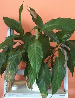 Suche - Helle 3 Zimmer Wohnung mit großem Balkon / Terrasse - Kassel