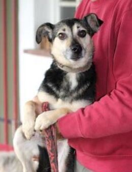 NASRI - liebevolles Zuhause gesucht! - Lohra