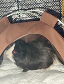 Meerschweinchen Bock in 26386