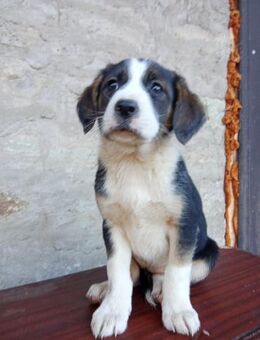 Welpin Aurora sucht Traumzuhause - Berlin