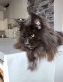 Wunderschöne Maine Coon Katze aus einer professionellen Zucht! in 26676