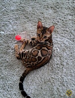 Reinrassige bengal kitten Katze Kater - Linkenheim-Hochstetten