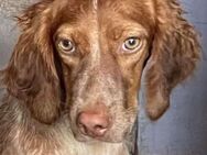 Gretel  Grimm´s Setter-Bretonen-Revival - Kirchlengern