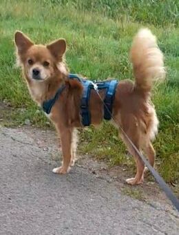 Coco sucht ein Zuhause - Egestorf