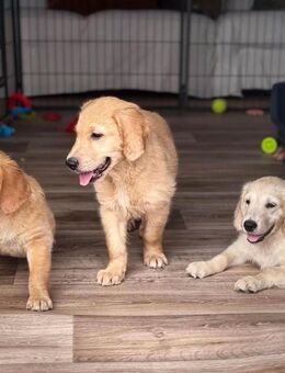 Golden Retriever Welpen- Letzte zwei Welpen suchen ihr großes Glück:) - Schwelm