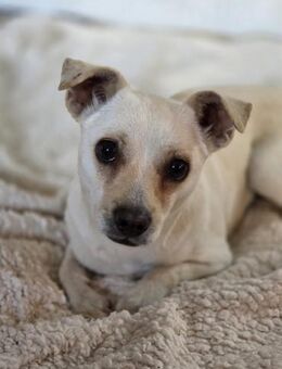 Zulu - kleine freundliche Hündin - Hausen (Würzburg)