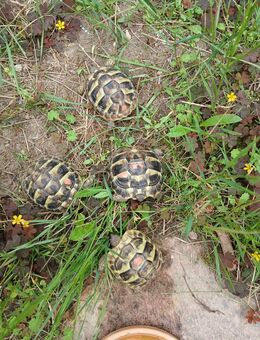 Griechische Landschildkröte NZ 24 - Burg Stargard