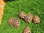 Griechische Landschildkröten NZ 2024 - Hohe Börde