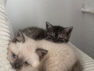 Bkh kitten - Bergkamen