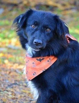 🩵 RAYKO - SUCHST DU EINEN WEGBEGLEITER? - Alfeld (Leine)