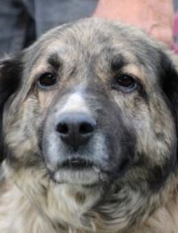 Minka - sehr zutraulich u. kinderlieb - Lohra