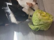 2 angora hasen - Aachen