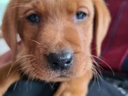 Zuckersüße Labradorwelpen