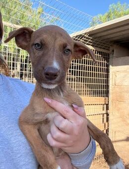 Kora - Lorsch (Karolingerstadt)