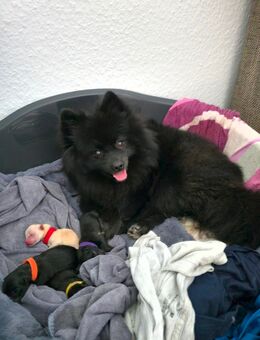 Reinrassige Pomeranian / Zwergspitz Welpen ab Januar abzugeben - Bönnigheim