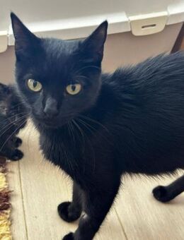 Lackschönheit wünscht Weihnachtsglück - Neunkirchen (Saarland)