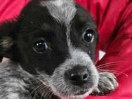 Naila, kleine Zaubermaus 🐾 - Elsdorf (Nordrhein-Westfalen)