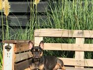 Frenchie Wilma sucht dringend ein neues Zuhause - Darmstadt Wixhausen