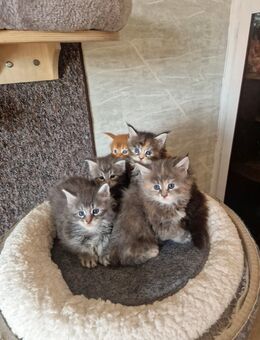 Maine Coon Kitten. - Liebenau (Niedersachsen)