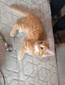 Bengal Mix kitten in 85301