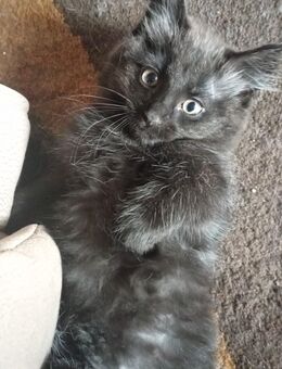 Süße Maine-Coon-Mix-Kitten suchen ein liebevolles Zuhause🐾 - Gornhausen