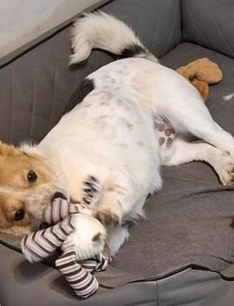 ❤️ BARNEY - ein besonderer Schatz ❤️ - Mamming